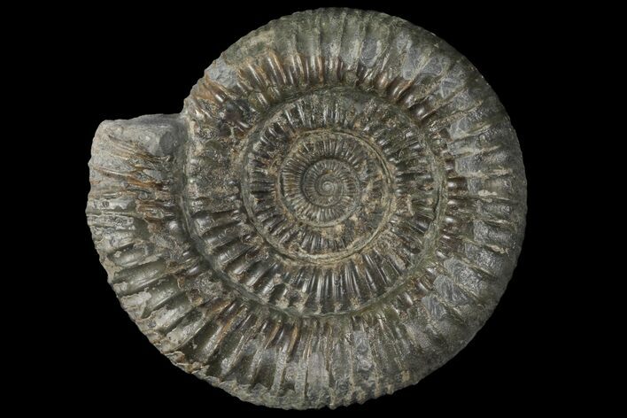 Dactylioceras Ammonite Fossil - England #100478